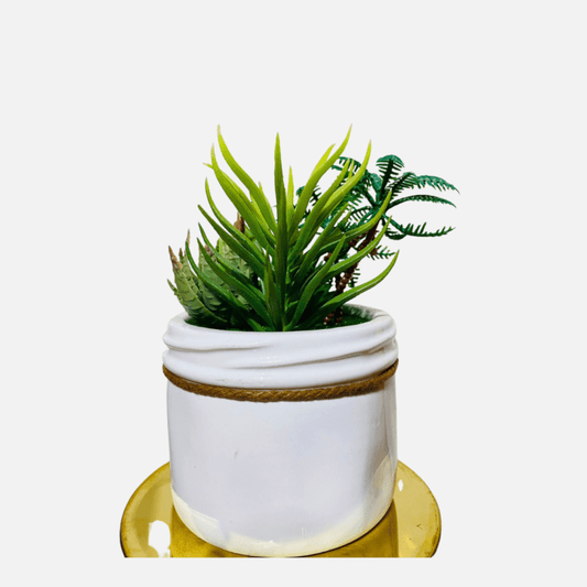 Ag Garden Cactus 220700001