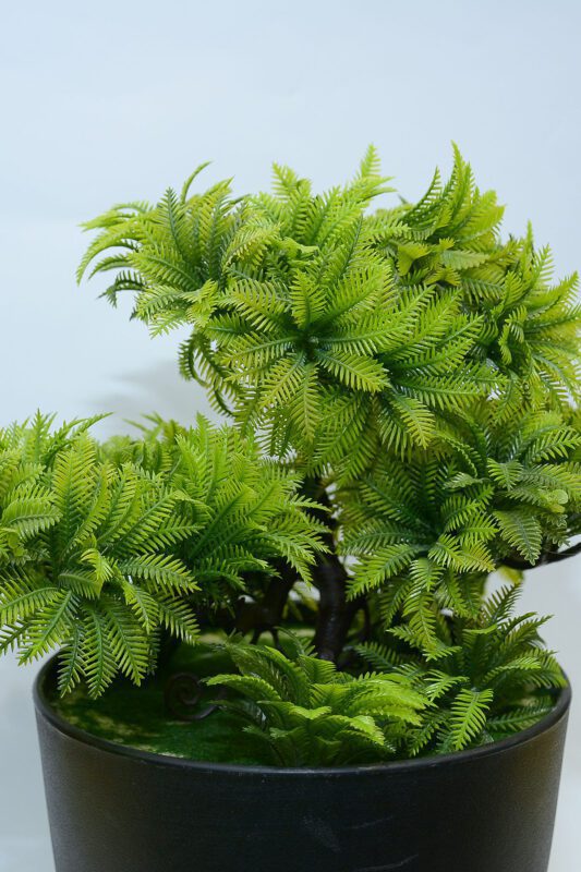 Af 3 Step Bonsai 220900022