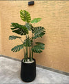 Af Monstera Plant 00003
