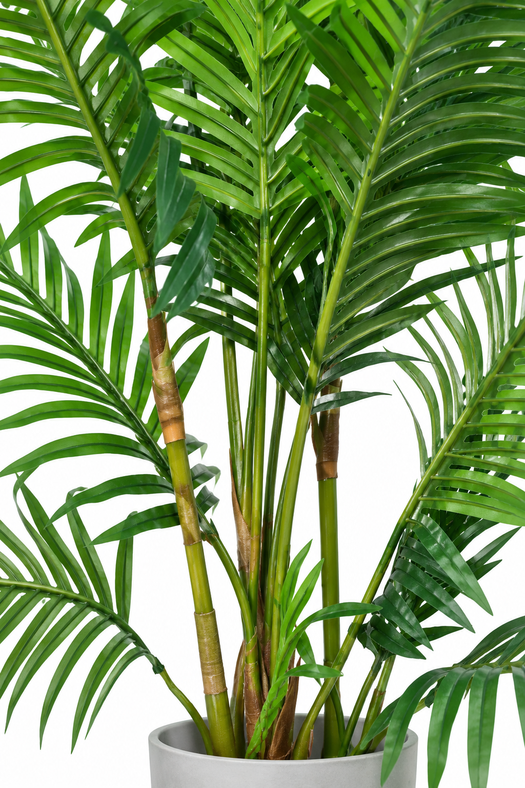 American Palm Plant