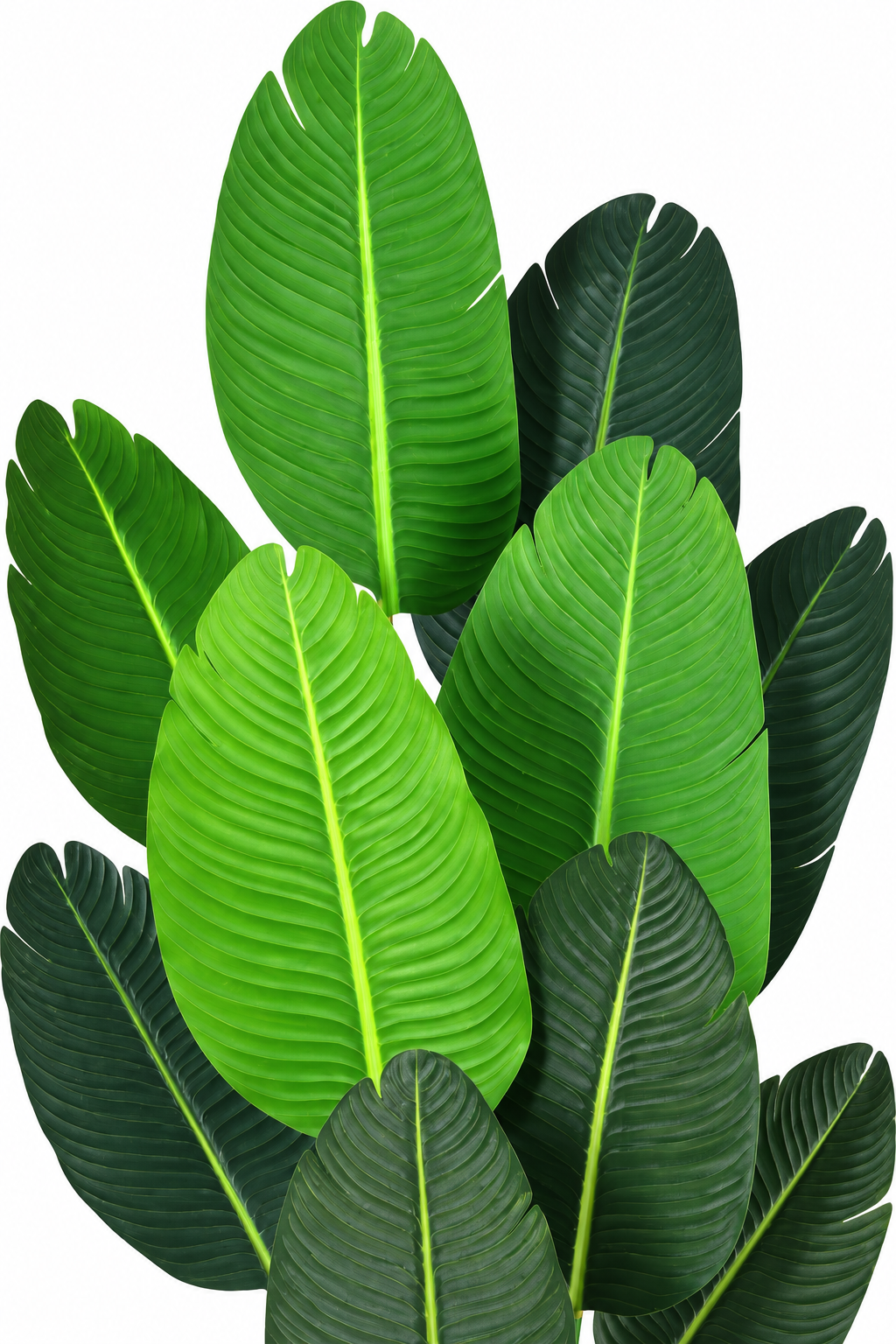 Tall Artificial Banana Plant in Black Pot
