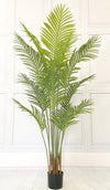Af Palm plant 0002