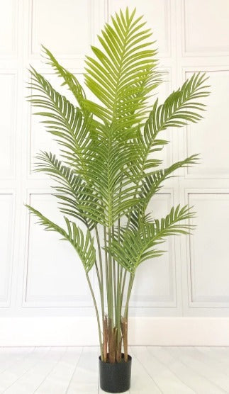 Af Palm plant 0002