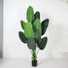 AF Banana Plant 220600028
