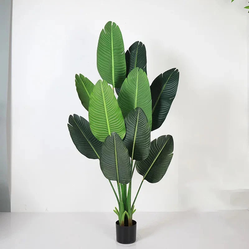 AF Banana Plant 220600028