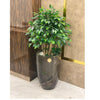 Beautiful fiber Nova pot 20