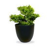 Af 3 Step Bonsai 220900022