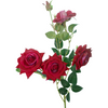 AF Gulab Shakh 220800042