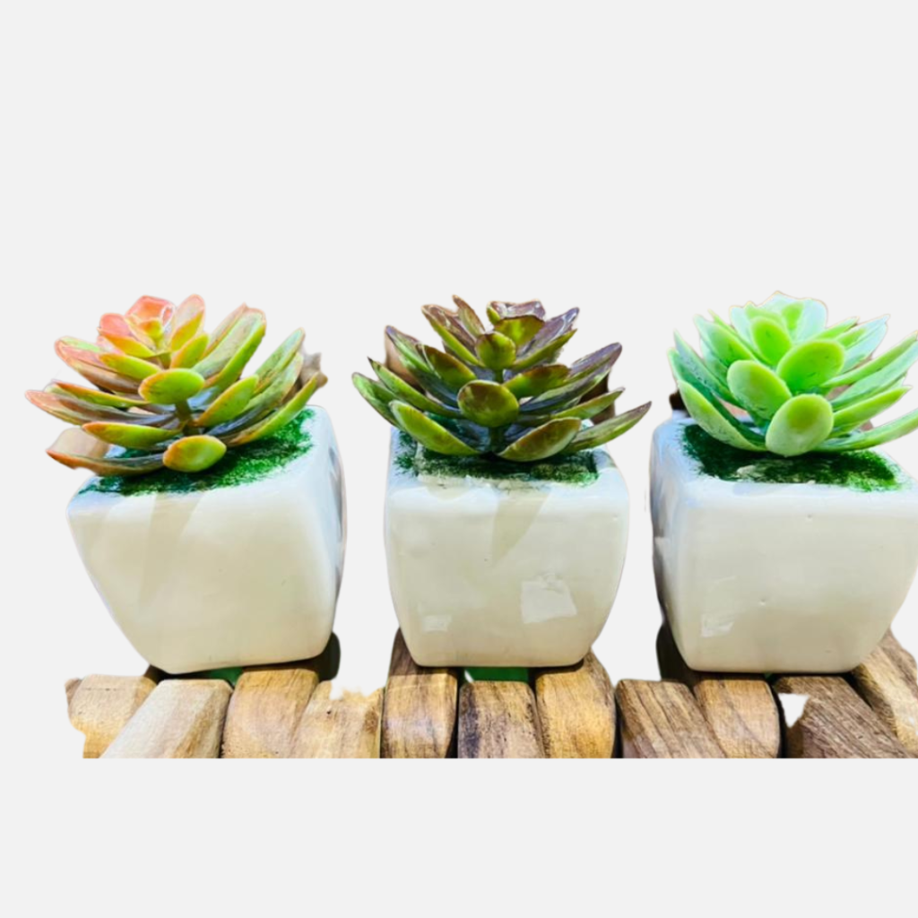 Mini Cactus – Horticlub Shop