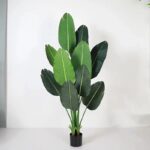 AF Banana Plant 220600028