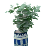 AF Bohri Bunch Big 221000023