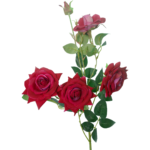 AF Gulab Shakh 220800042