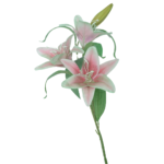 Af Tiger Lilli Shakh 220900020