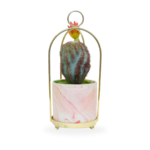 Af Cactus Cage Fancy 211200004