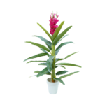 Af Glid Plant 220800039